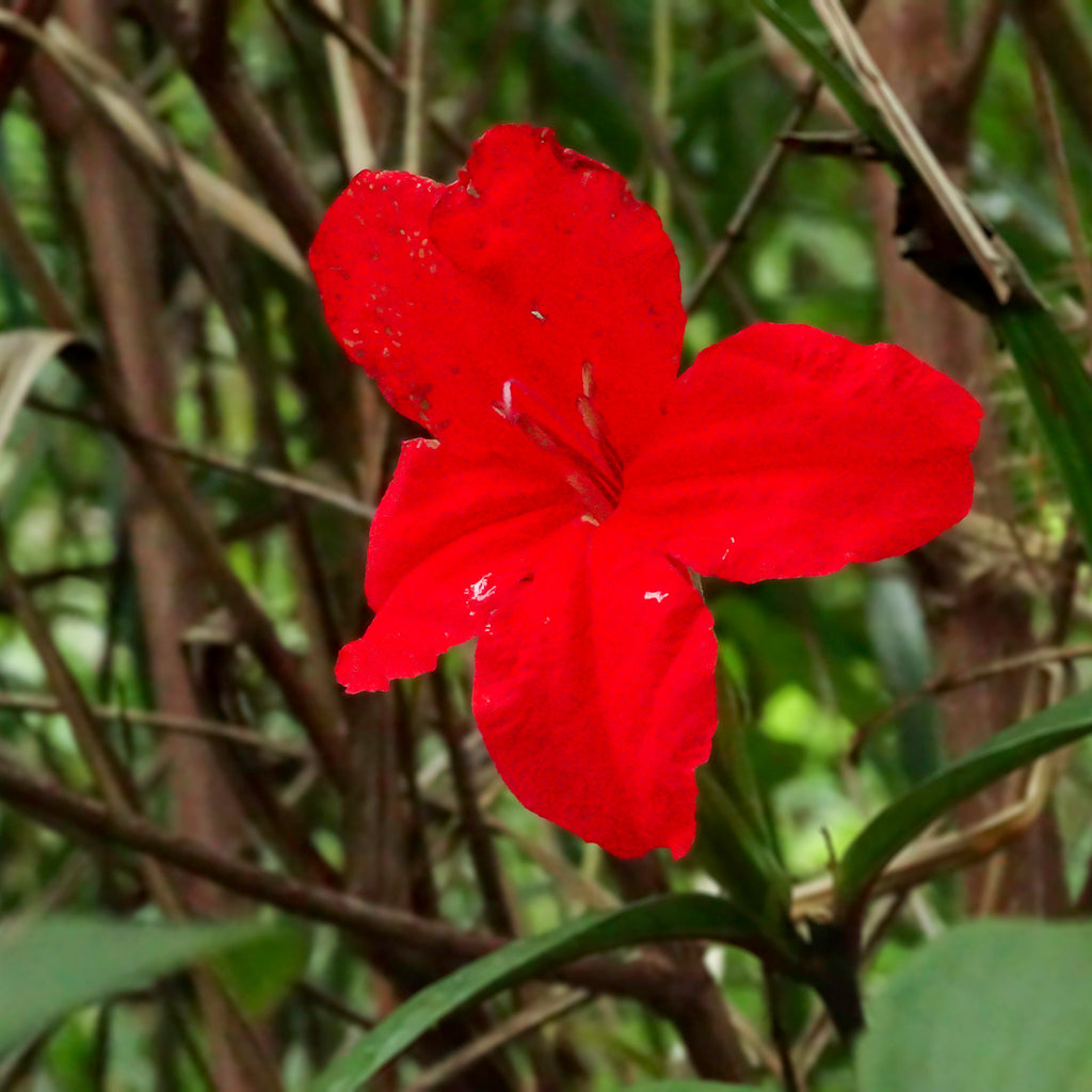 Ruellia Affinis / Red Ruellia Live Plant – Exotic Red Flowering Plant