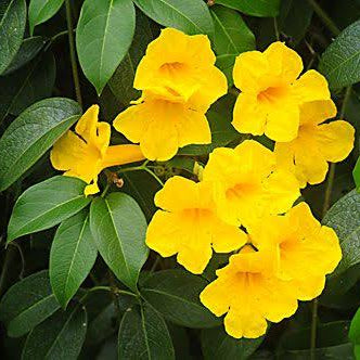 Yellow GarlicVine (adenocalymma comosum) Rare Flowering Live Plant