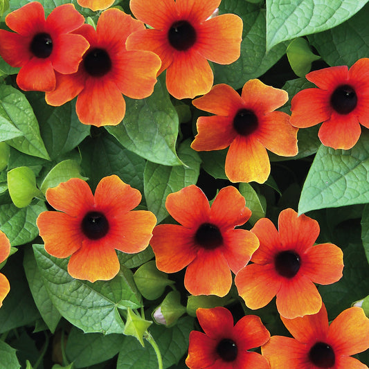 Blackeyed Susan Red Rare All Time Flowering Live Plant