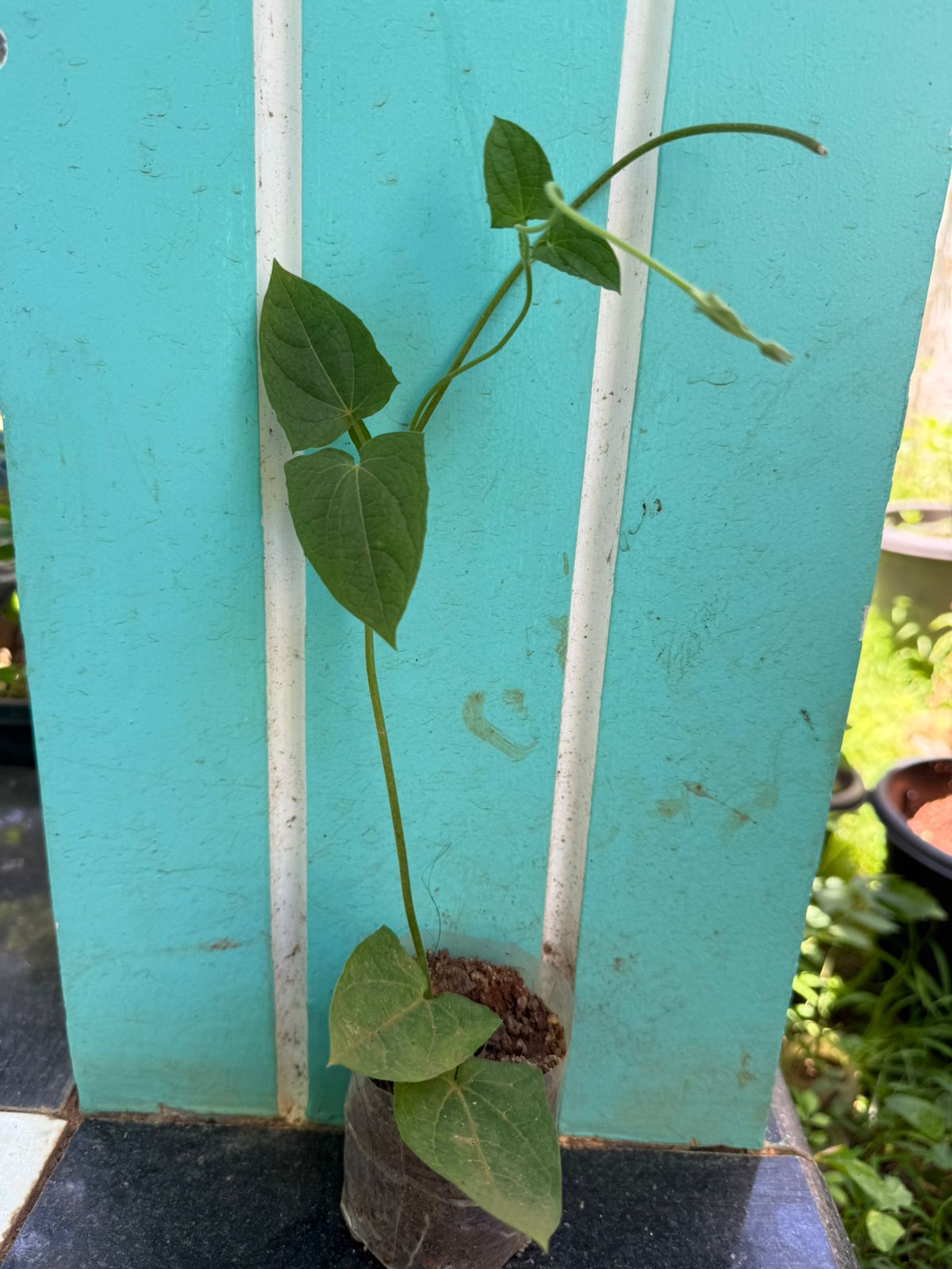 Blackeyed Susan Red Rare All Time Flowering Live Plant