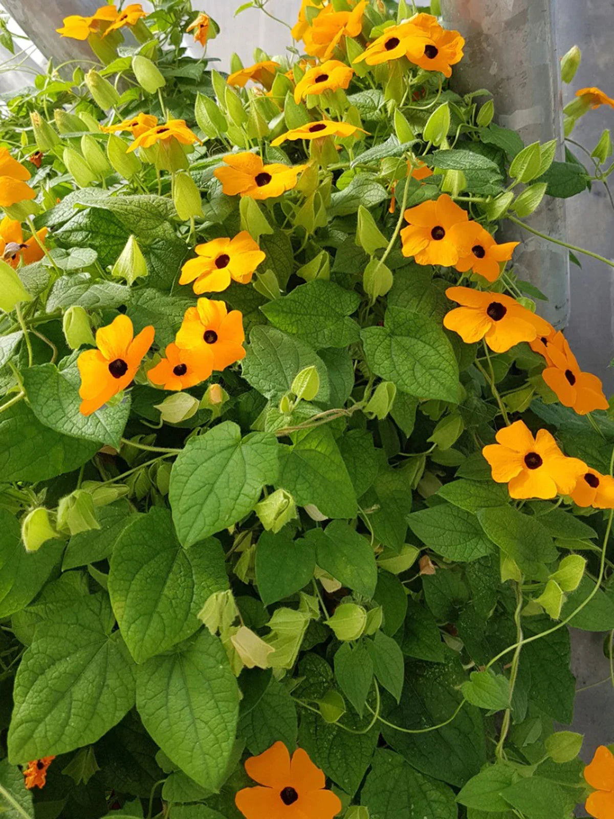 Black Eyed Susan Yellow (Thunbergia alata) All Time Flowering Live Plant