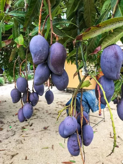 Black Stone Mango Grafted Live Plant