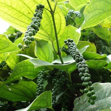 Bush Black Pepper Panniyur Grafted Live Plant with Fruit