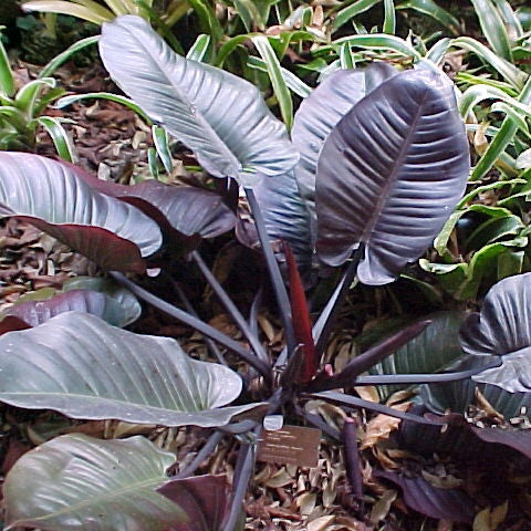 Philodendron Black Cardinal Indoor Live Plant