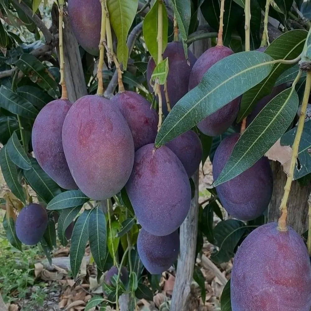 Black Stone Mango Grafted Live Plant
