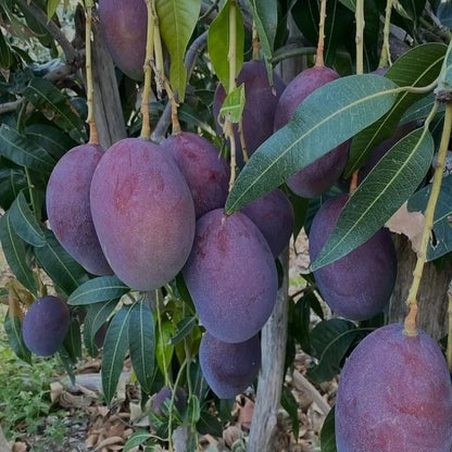 Black Stone Mango Grafted Live Plant