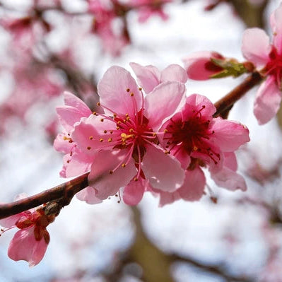 Cherry Blossom (Prunus serrulata) Rare Live Plant
