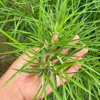 Blue Pine Bamboo / Bambusa Chungii Live Plant