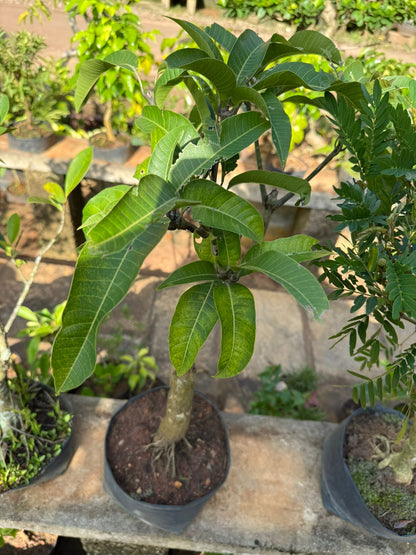 Thailand  Mango Bonsai Tree  Live Plant