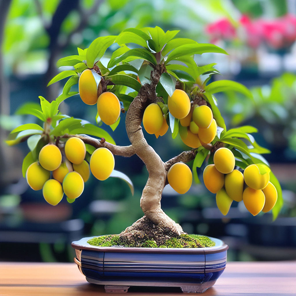 Thailand  Mango Bonsai Tree  Live Plant