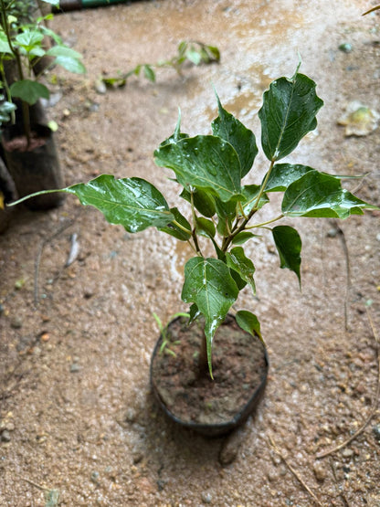 Peepal Tree Bonsai Indoor Live Plant