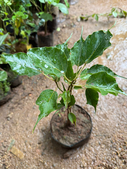 Peepal Tree Bonsai Indoor Live Plant