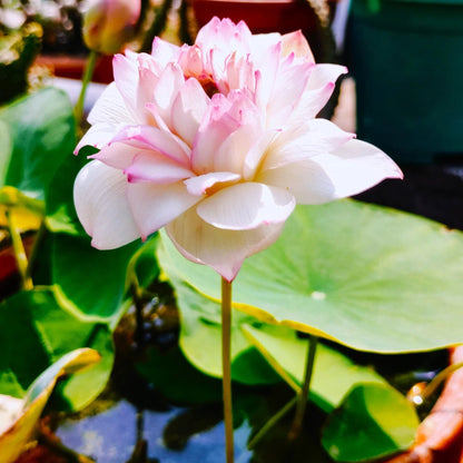 Bowl Lotus Pink live plant