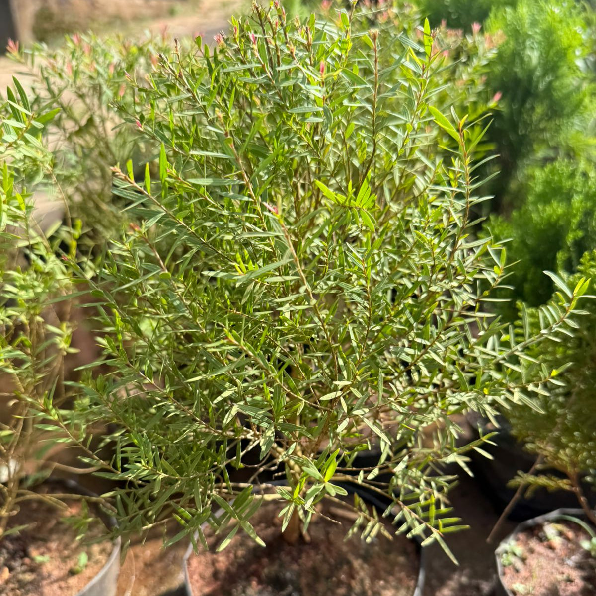 DevadaruTree Bonsai (Cedrus deodara) Indoor Live Plant