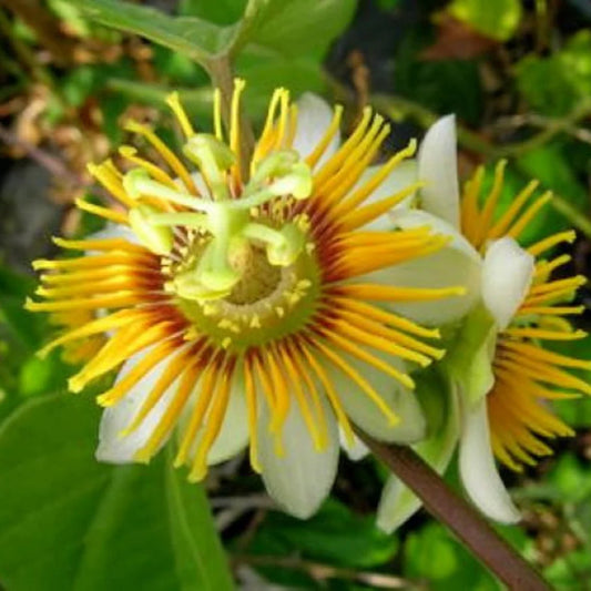 Passiflora yellow (Krishna Kamal) Flowering Live Plant