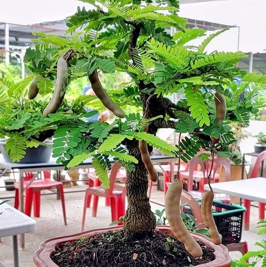 Tamarind Tree Bonsai (Tamarindus Indica) Indoor Live Plant