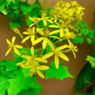 Yellow Bridal Bouquet / Cape Ivy Flower  Live Plant