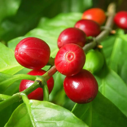 Coffee  Tree Live Plant