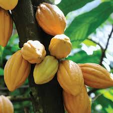 Cocoa - chocolate Tree Live Plant