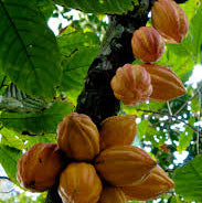 Cocoa - chocolate Tree Live Plant