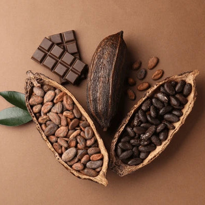 Cocoa - chocolate Tree Live Plant