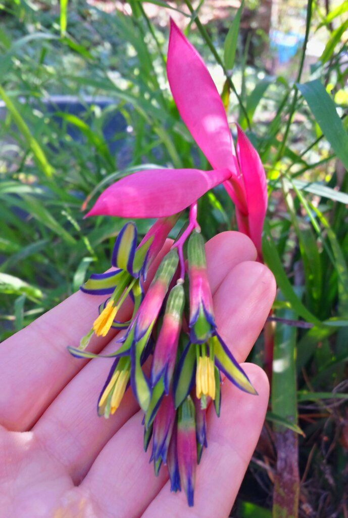 Queen's Tears (Billbergia nutans) Rare Flowering Live Plant