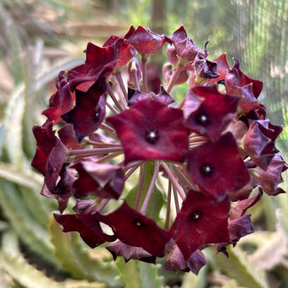 Caralluma umbellata Flowering Cactus Live Plant with Pot