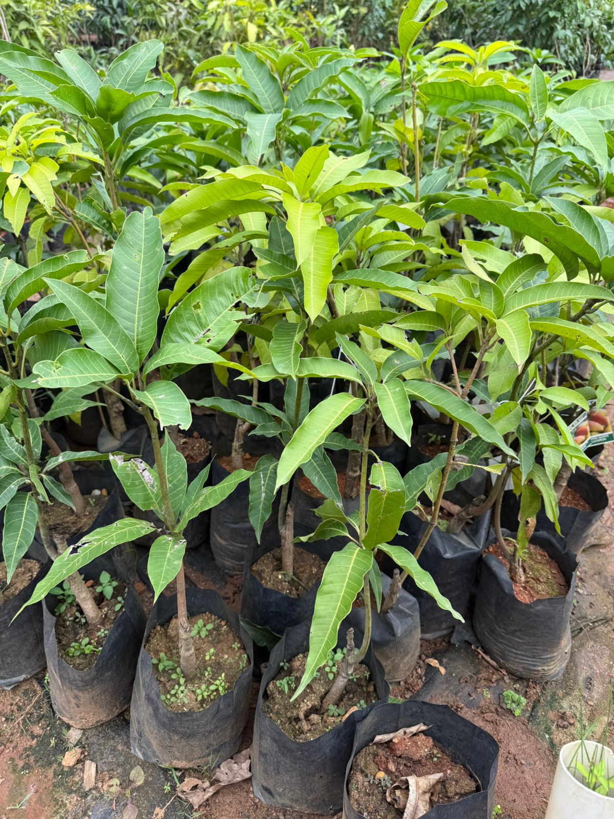 Catimon(Katimon) Mango Grafted Live Plant