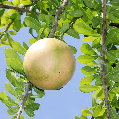 Calabash Tree (Crescentia cujete) rare Layered Live Plant