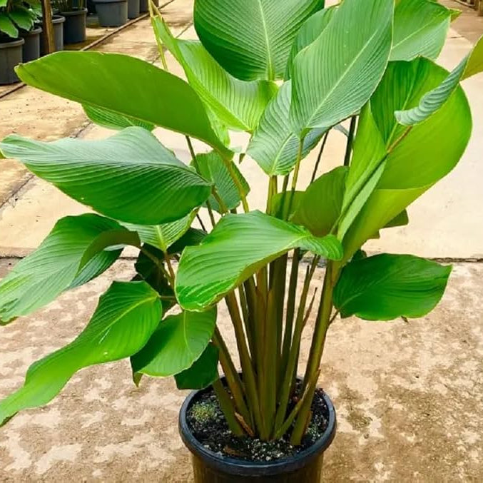 Calathea Lutea Live Plant (Cigar Calathea)