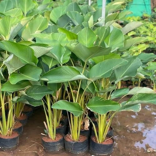 Calathea Lutea Live Plant (Cigar Calathea)