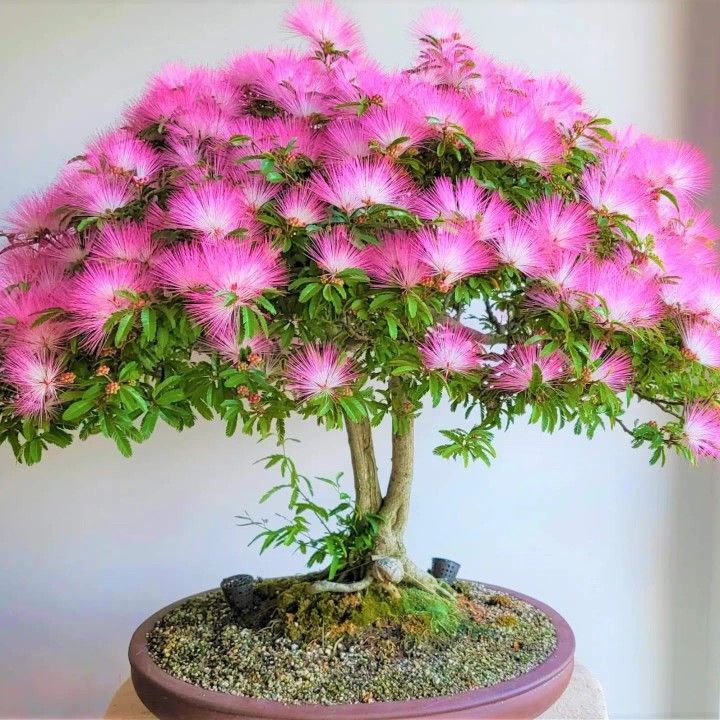 Calliandra / Powderpuff  Bonsai Tree  Live Plant