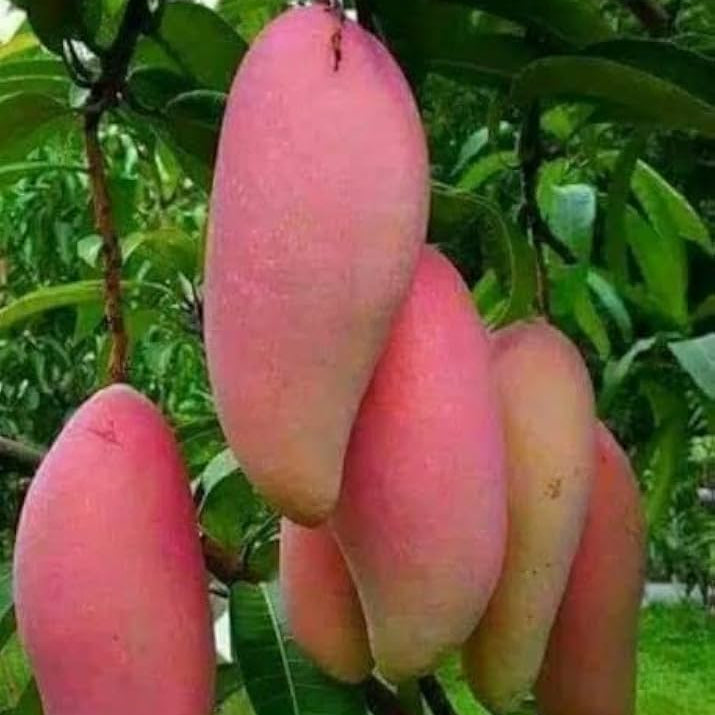 Catimon(Katimon) Mango Grafted Live Plant