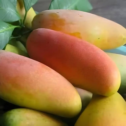 Catimon(Katimon) Mango Grafted Live Plant