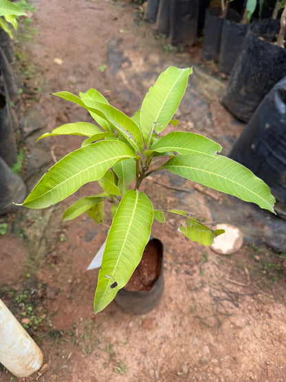 Catimon(Katimon) Mango Grafted Live Plant
