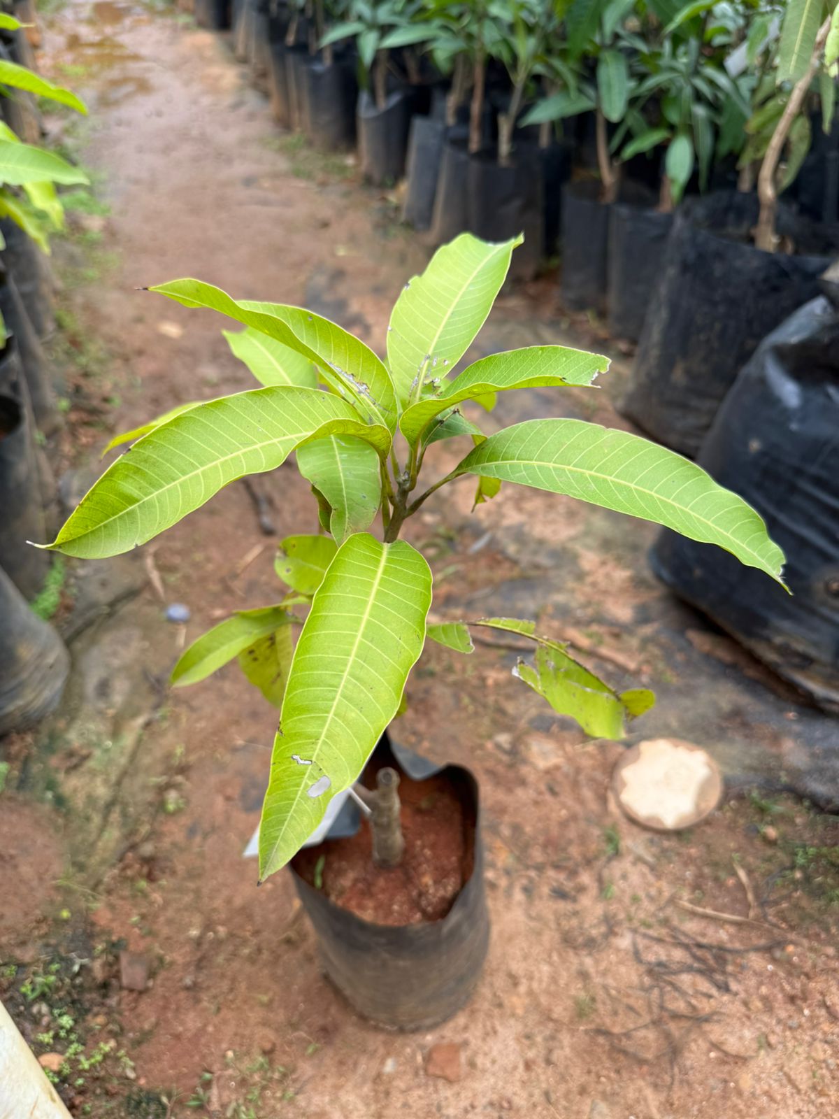 Catimon(Katimon) Mango Grafted Live Plant
