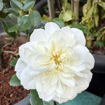 Lady Romantica Fragrant Creeper/Climber Rose Live Plant