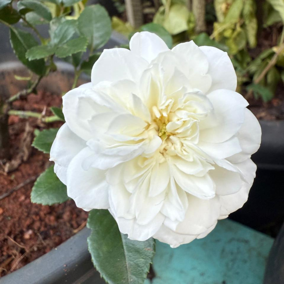 Lady Romantica Fragrant Creeper/Climber Rose Live Plant