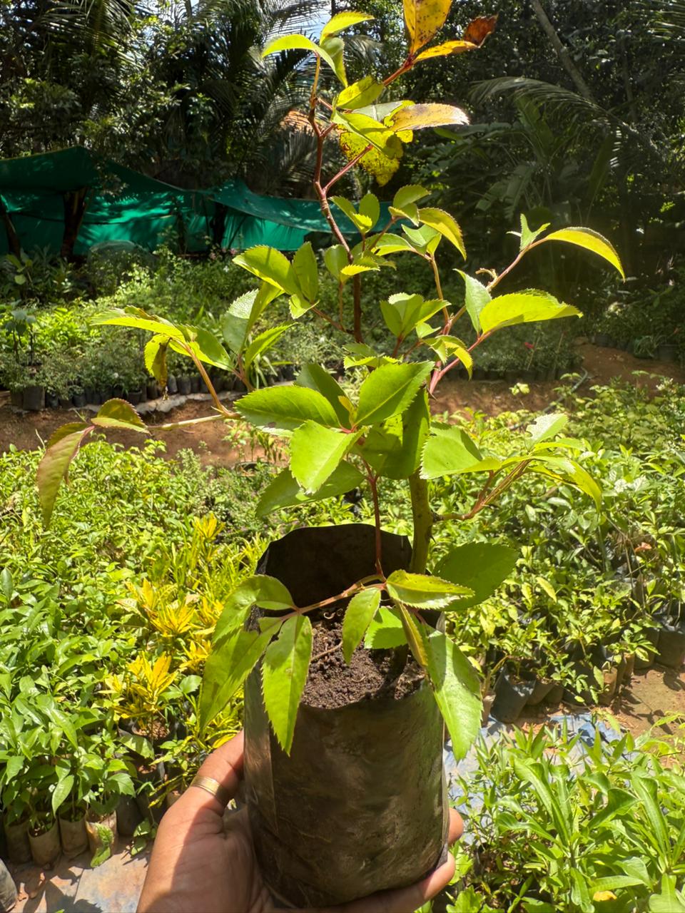 Lady Romantica Fragrant Creeper/Climber Rose Live Plant