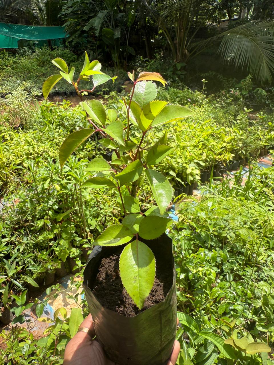 Lady Romantica Fragrant Creeper/Climber Rose Live Plant