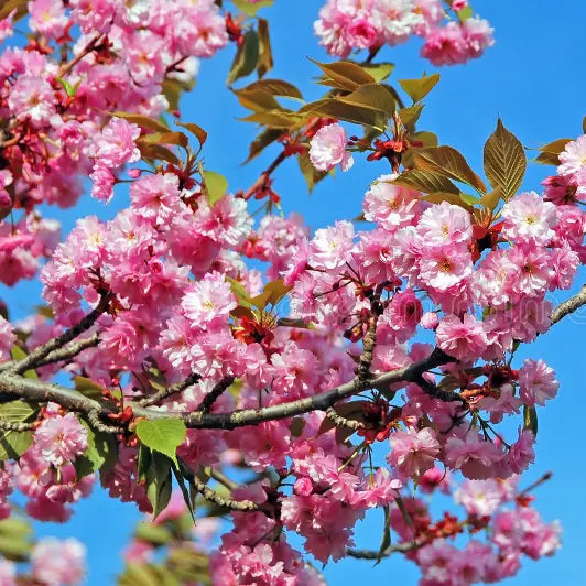 Cherry Blossom (Prunus serrulata) Rare Live Plant