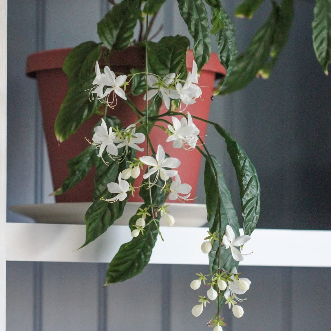 Chains of Glory White Rare  Flowering Live Plant