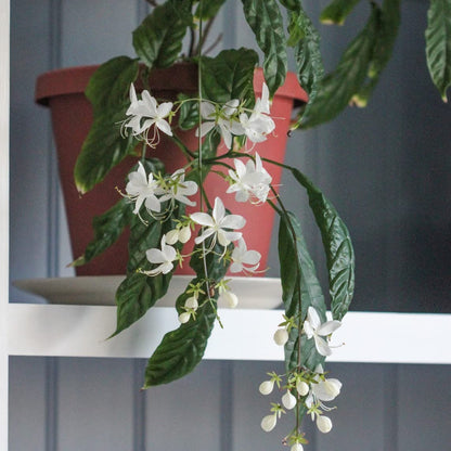 Chains of Glory White Rare  Flowering Live Plant