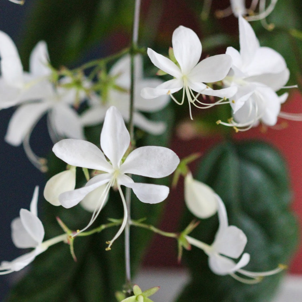 Chains of Glory White Rare  Flowering Live Plant