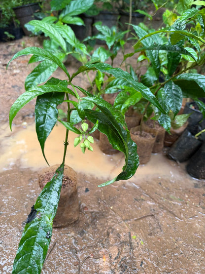 Chains of Glory White Rare  Flowering Live Plant
