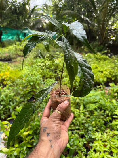 Chains of Glory White Rare  Flowering Live Plant
