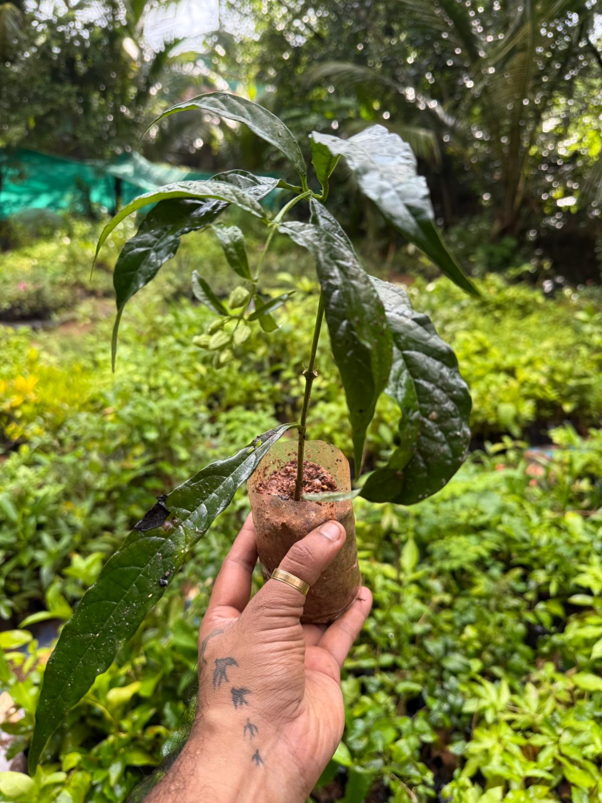 Chains of Glory White Rare  Flowering Live Plant