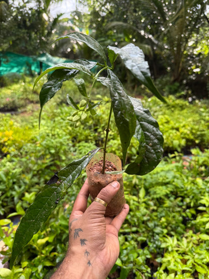Chains of Glory White Rare  Flowering Live Plant