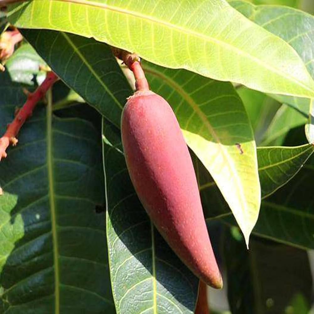 Chilli Mango Live Plant