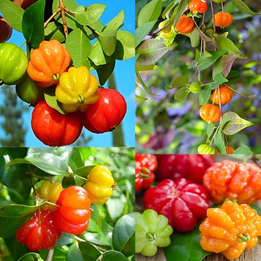 Surinam Cherry Fruit Live Plant